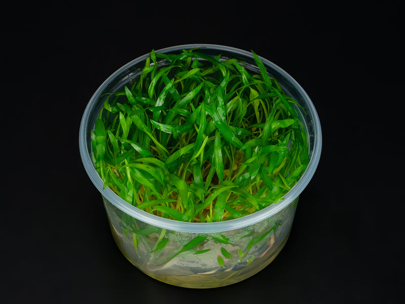 Cryptocoryne nevillii