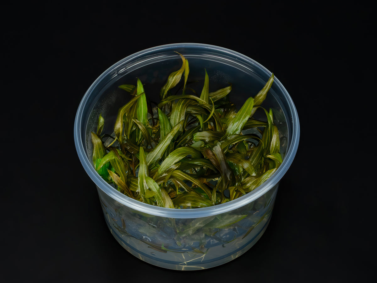 Cryptocoryne becketii 'Petchii Pink'