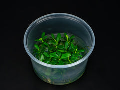 Anubias barteri var. nana 'Petite-Bonsai'