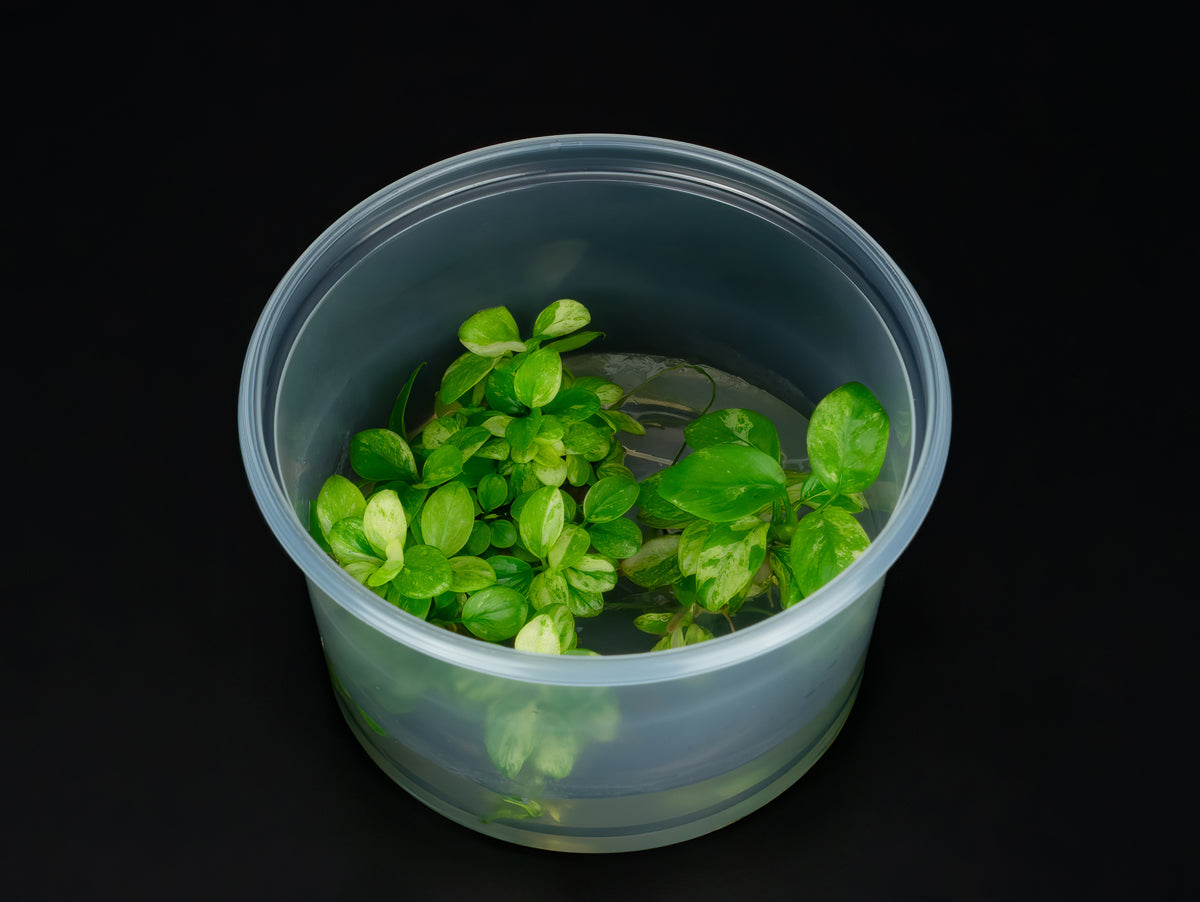 Anubias barteri var. nana 'Pinto'
