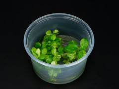 Anubias barteri var. nana 'Pinto'
