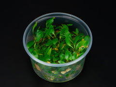 Anubias hastifolia