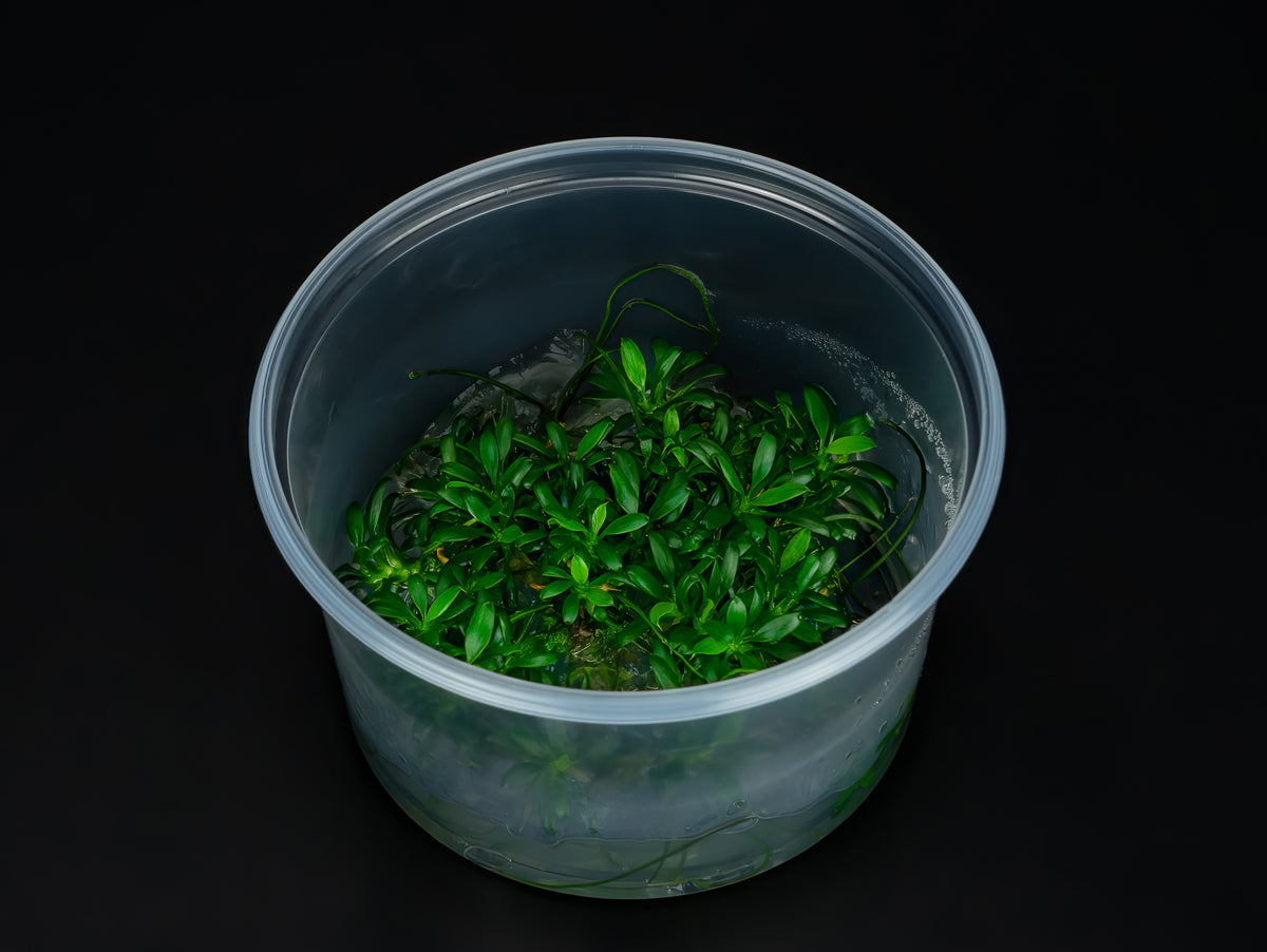 Anubias barteri var. nana 'Pangolino'