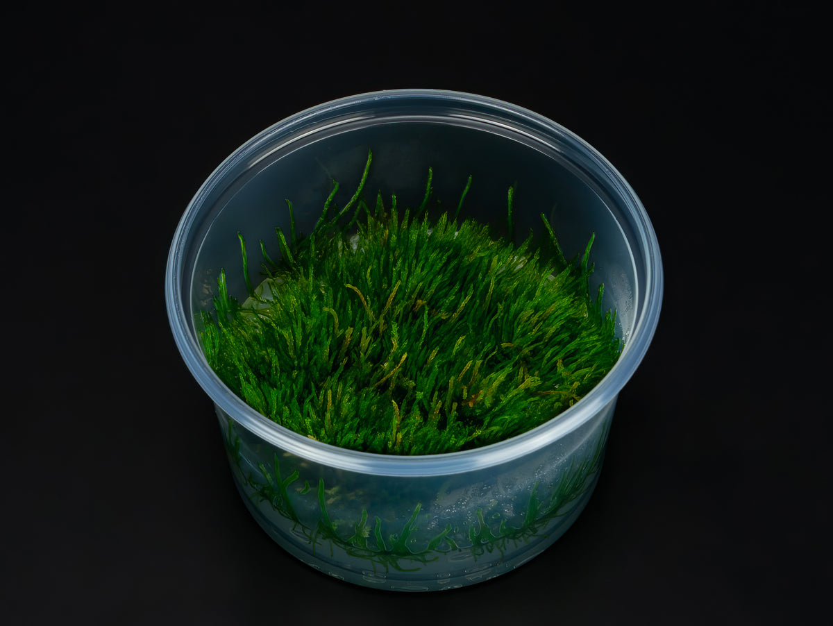 Vesicularia ferriei 'Weeping Moss'