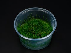 Vesicularia ferriei 'Weeping Moss'