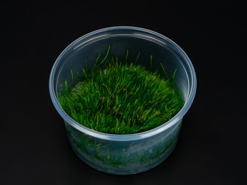 Vesicularia ferriei 'Weeping Moss'
