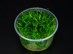 Helanthium tenellum 'Parvulum'