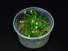 Eriocaulon cinereum