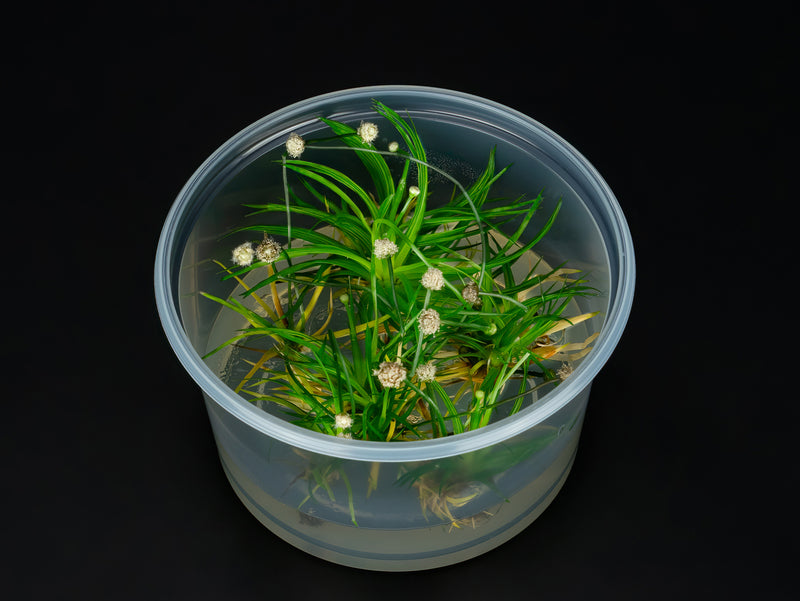Eriocaulon cinereum