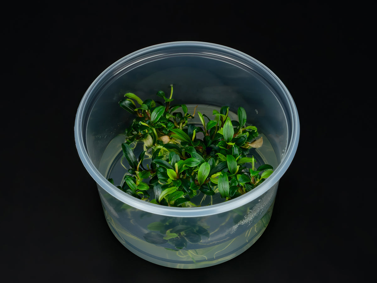 Bucephalandra sp. 'mini Needle Leaf'