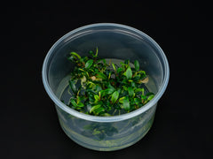 Bucephalandra sp. 'mini Needle Leaf'