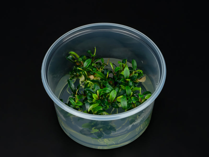 Bucephalandra sp. 'mini Needle Leaf'