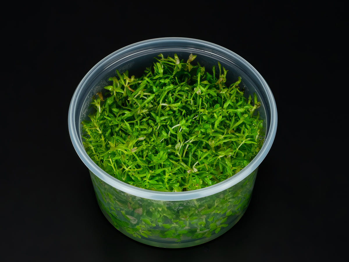Pogostemon stellatus 'Broad Leaf'
