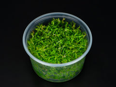 Pogostemon stellatus 'Broad Leaf'
