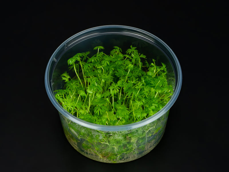 Ranunculus inundatus