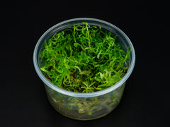 Pogostemon stellatus