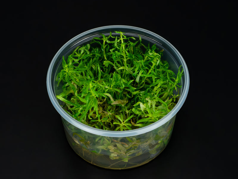 Pogostemon stellatus