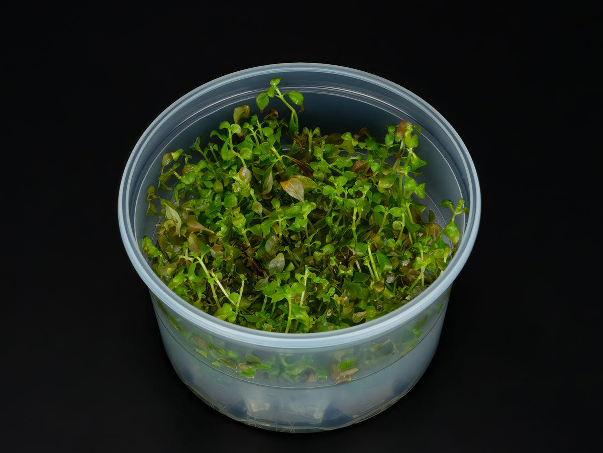Ludwigia repens 'Rubin'