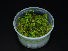 Ludwigia repens 'Rubin'
