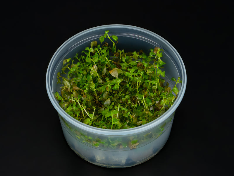 Ludwigia repens 'Rubin'