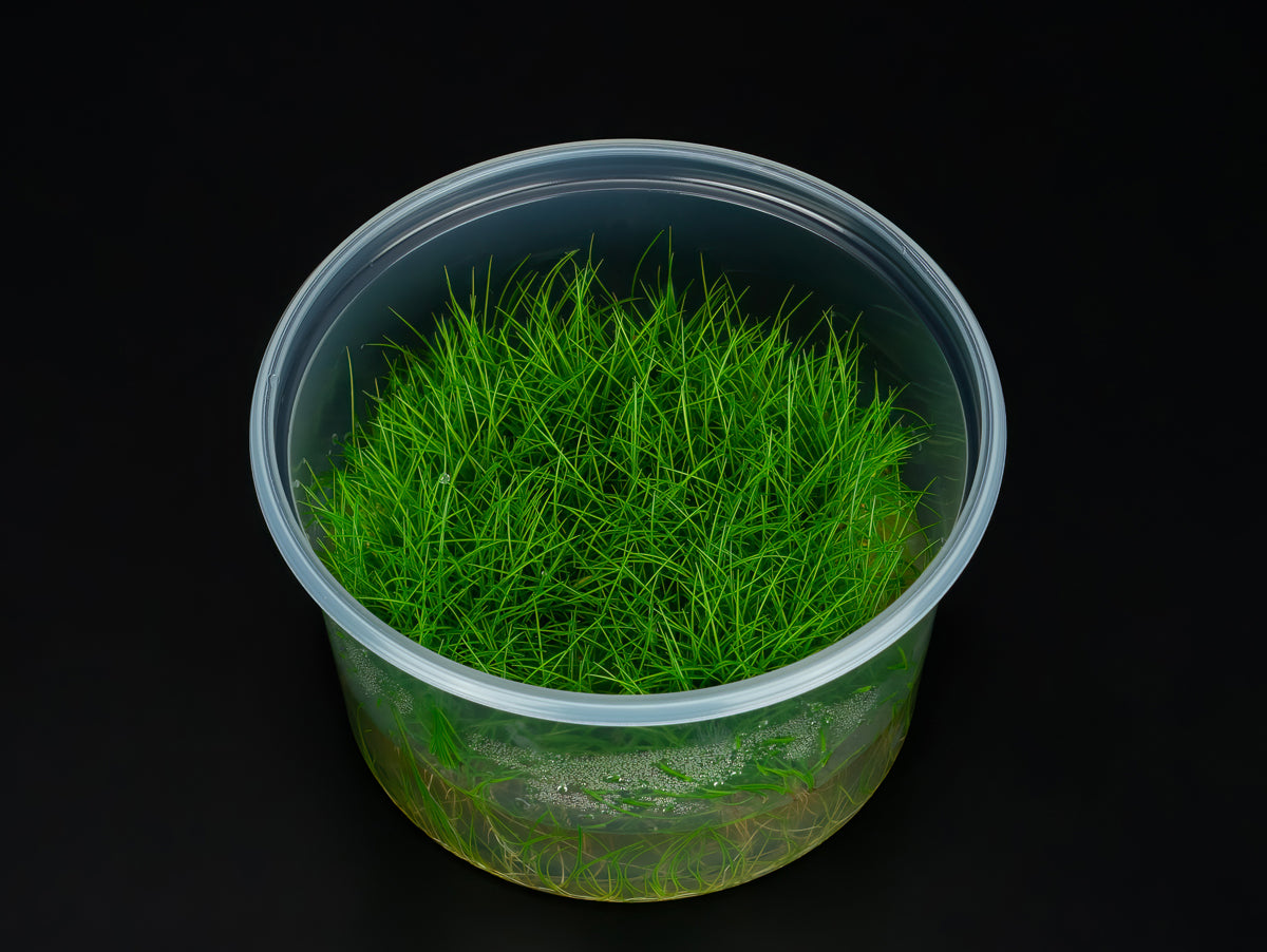 Eleocharis pusilla