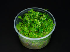 Hydrocotyle tripartita