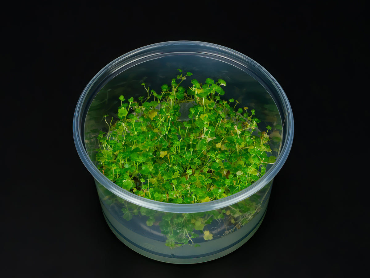Hydrocotyle tripartita 'Mini'