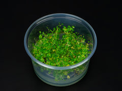 Hydrocotyle tripartita 'Mini'