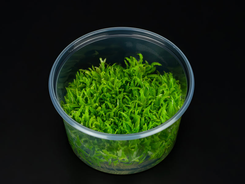 Pogostemon helferi