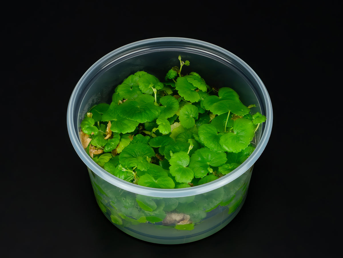 Hydrocotyle leucocephala