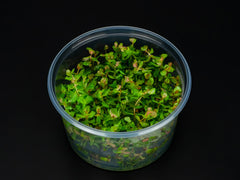 Rotala macrandra