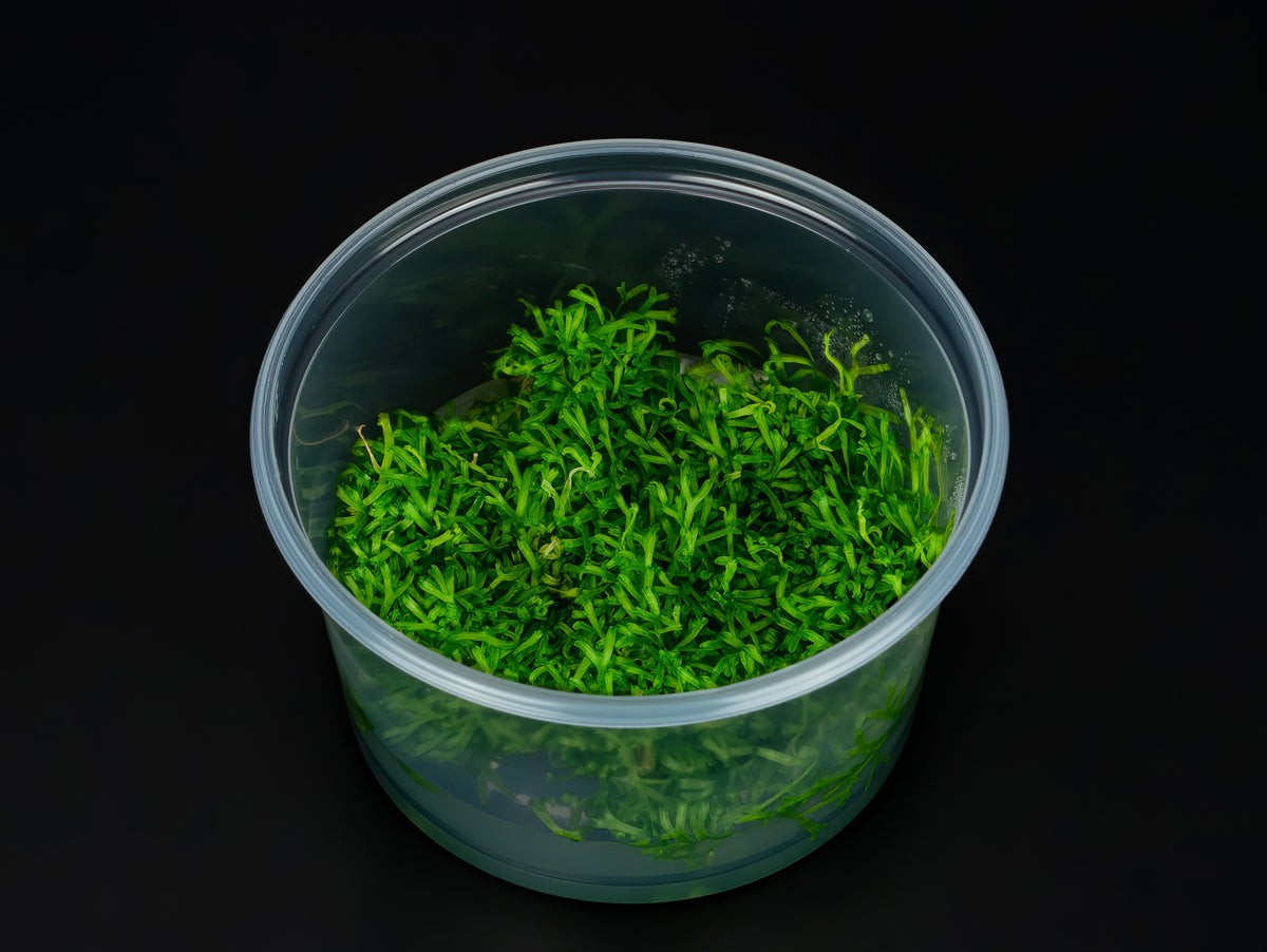 Riccia fluitans