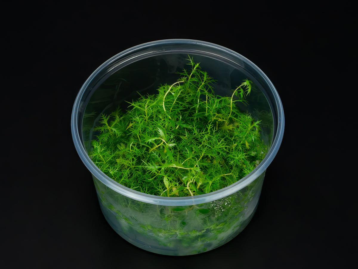 Proserpinaca palustris 'cuba'