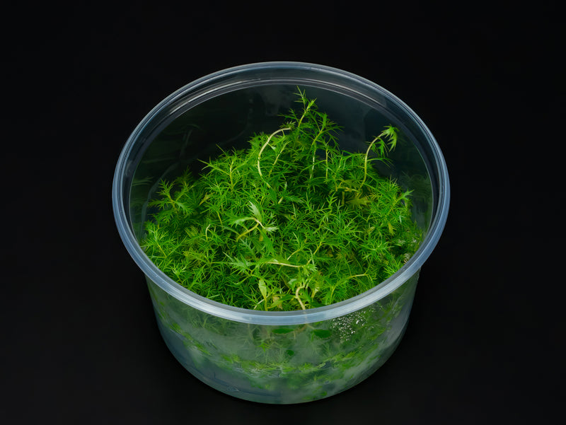 Proserpinaca palustris 'cuba'