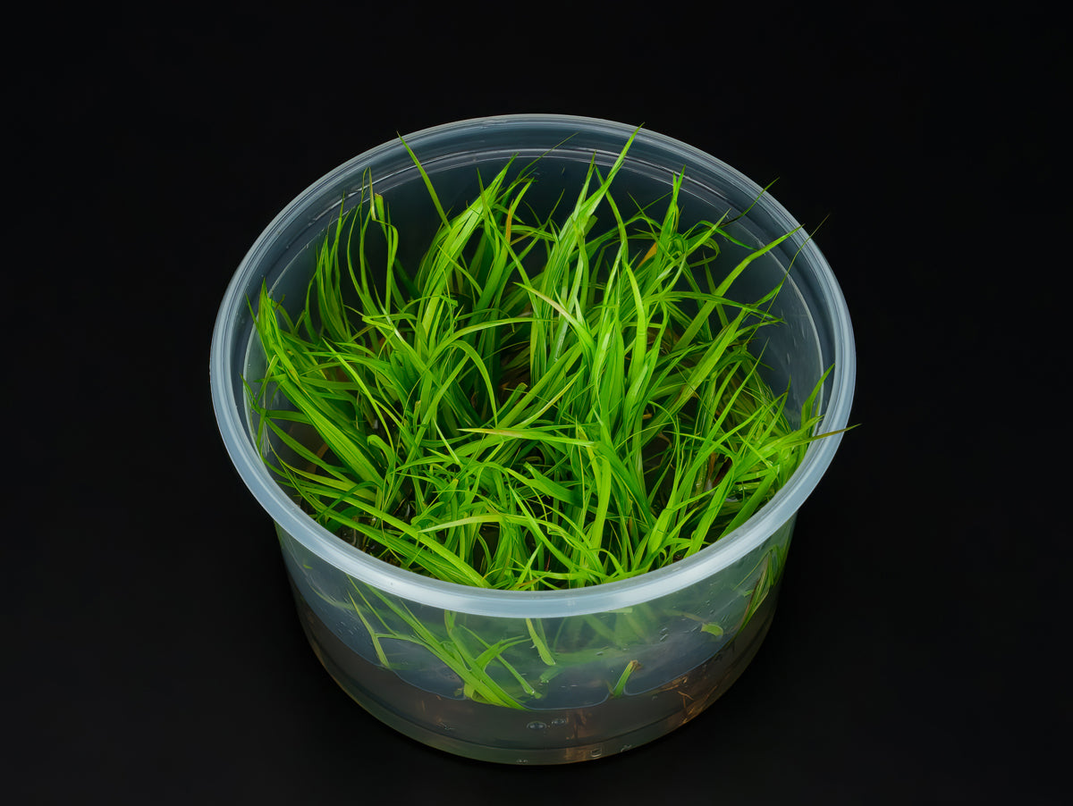 Juncus repens