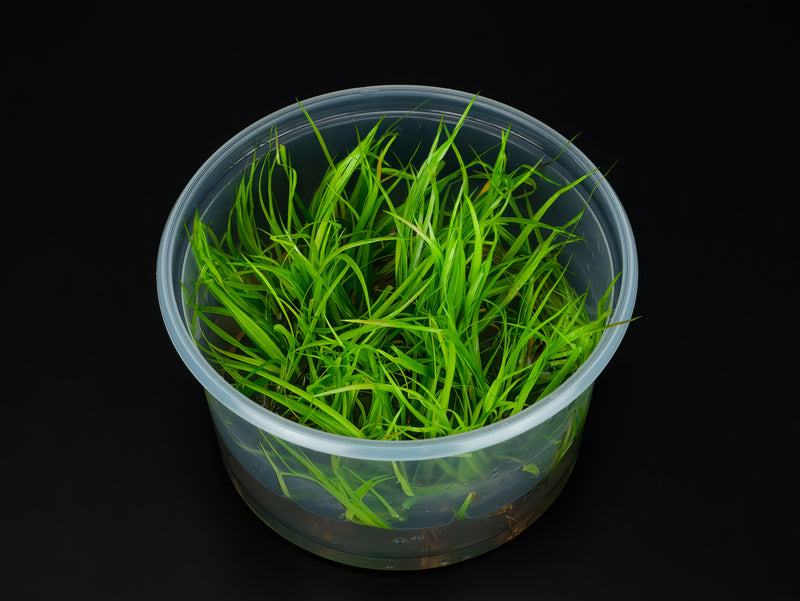 Juncus repens