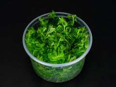 Limnophila sessiliflora