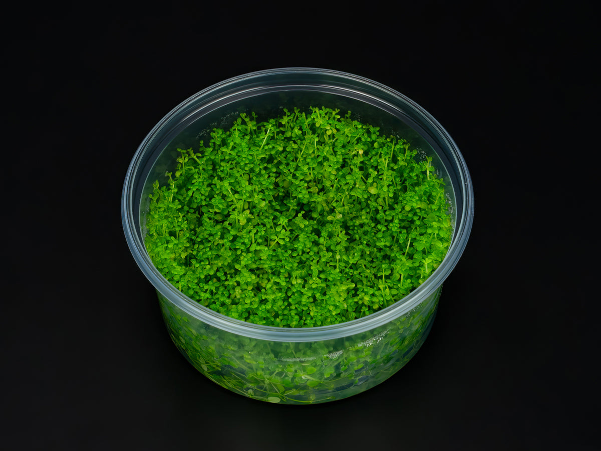 Hemianthus callitrichoides 'Cuba'