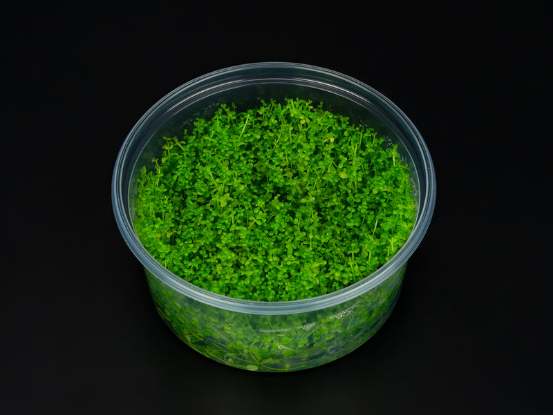 Hemianthus callitrichoides 'Cuba'