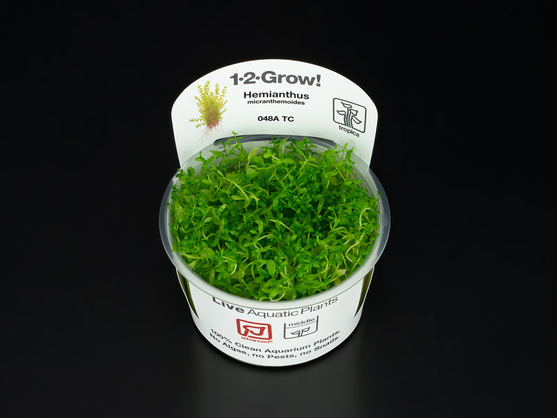 Hemianthus glomeratus