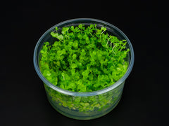 Micranthemum umbrosum