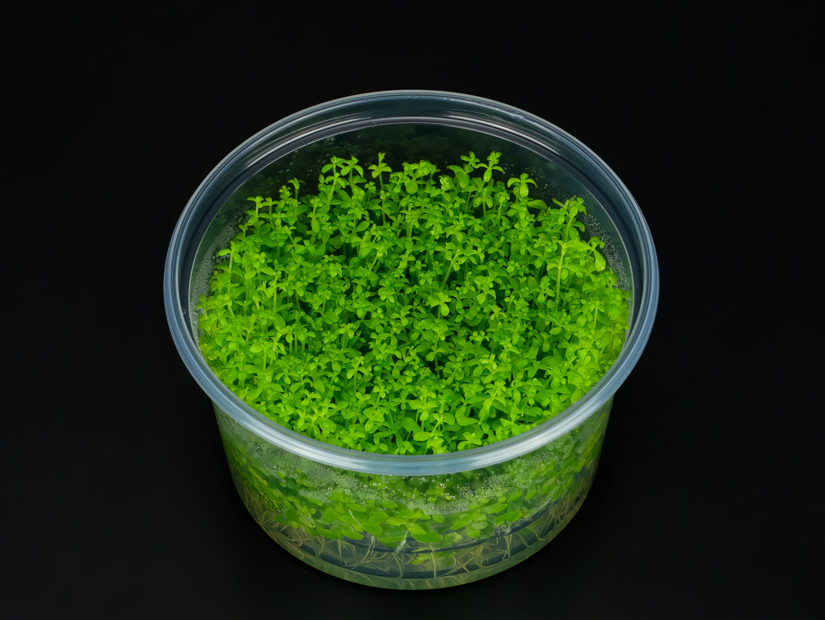 Hemianthus glomeratus