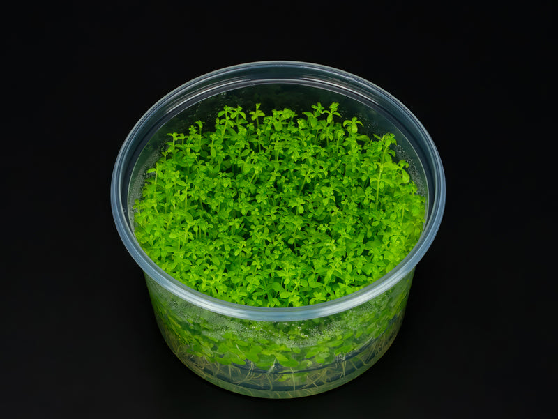 Hemianthus glomeratus