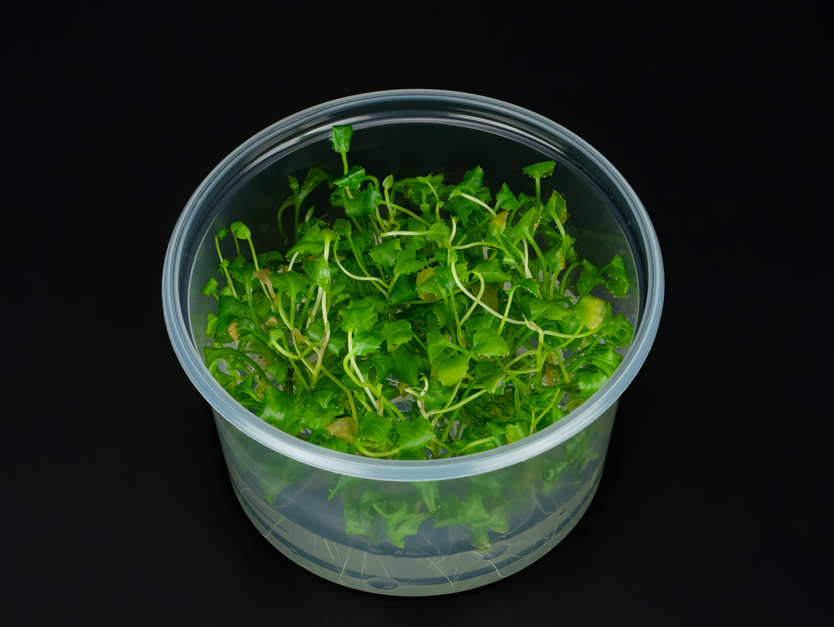 Rorippa aquatica