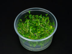 Rorippa aquatica