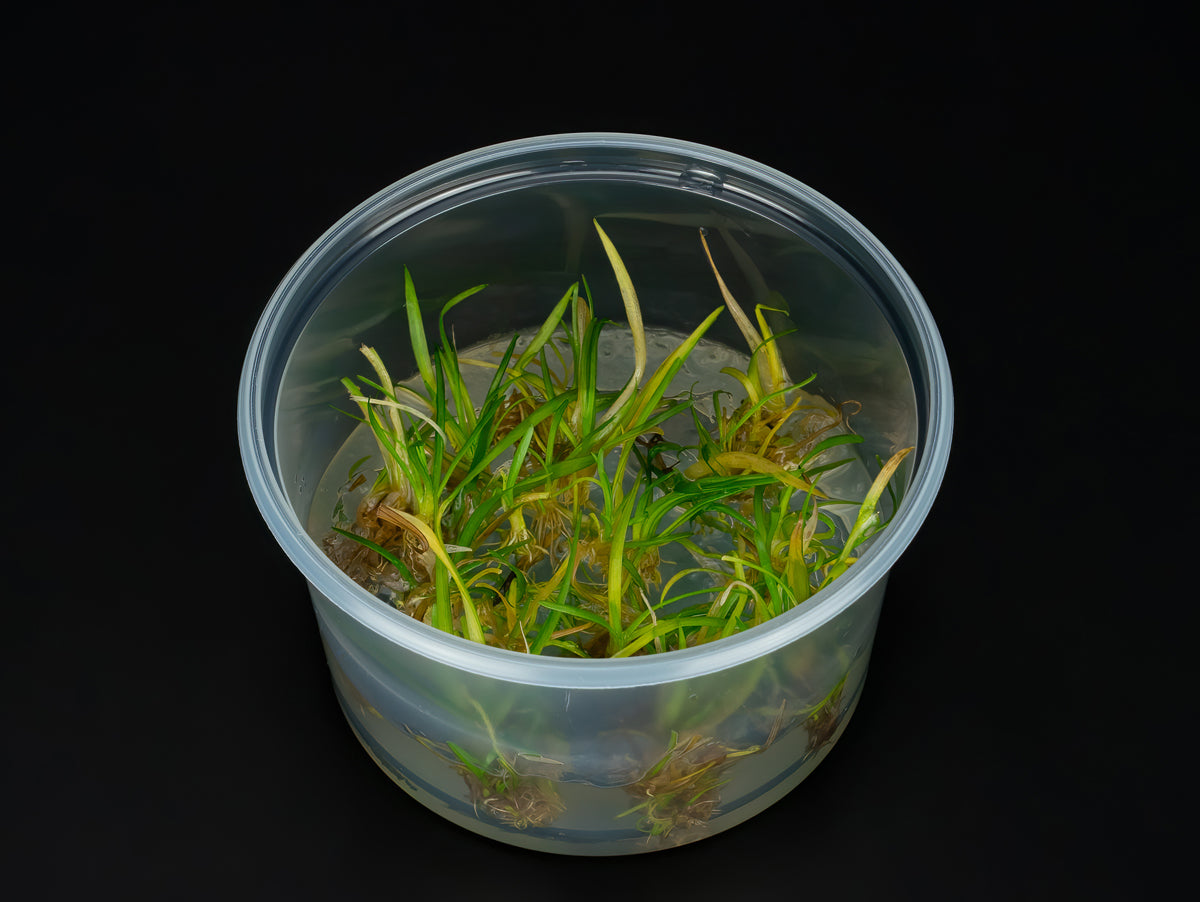 Sagittaria subulata