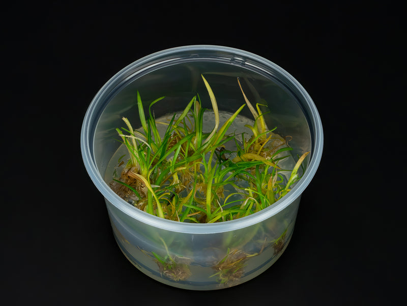 Sagittaria subulata
