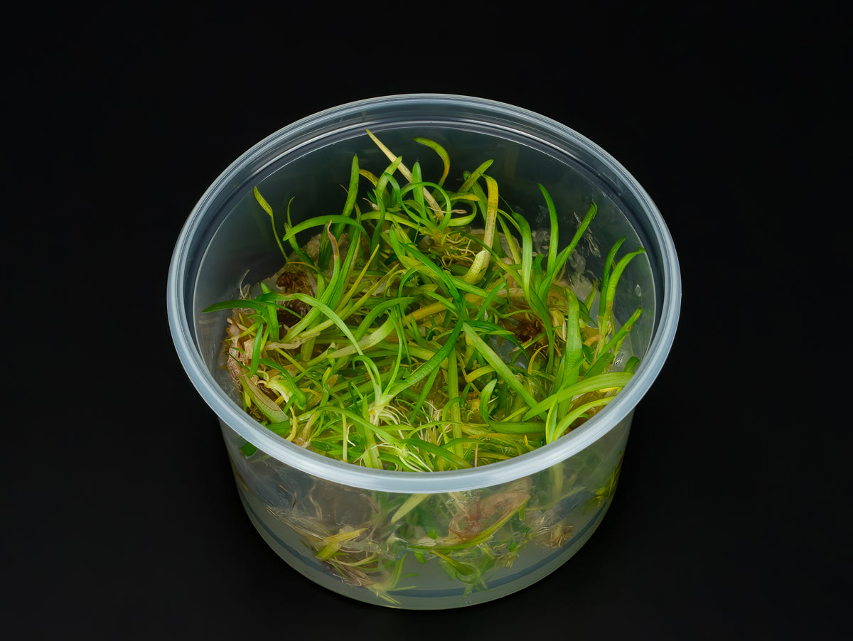 Sagittaria subulata 'Pusilla'