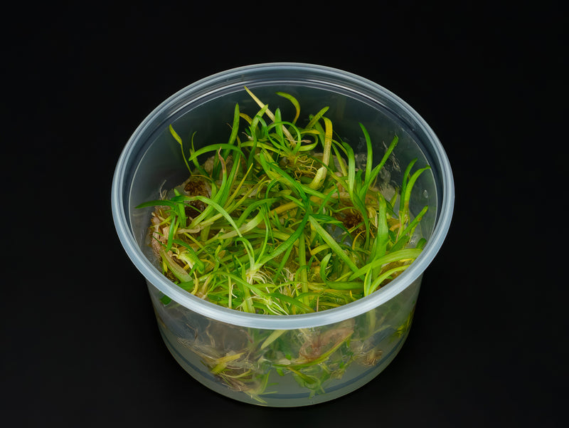 Sagittaria subulata 'Pusilla'