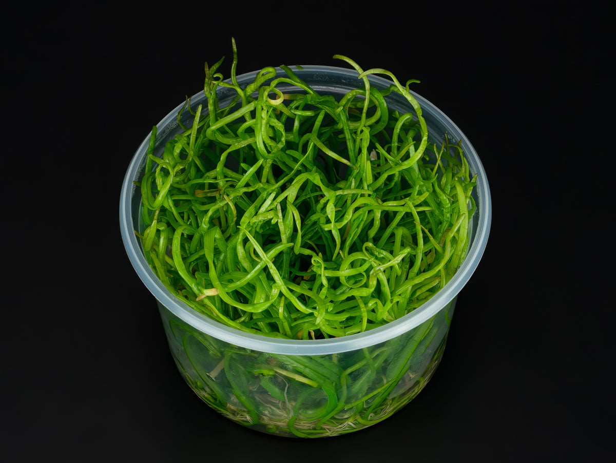 Lilaeopsis macloviana